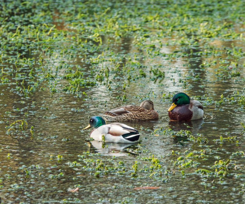 11-Nov-web_DSC8032 Nature Lovers