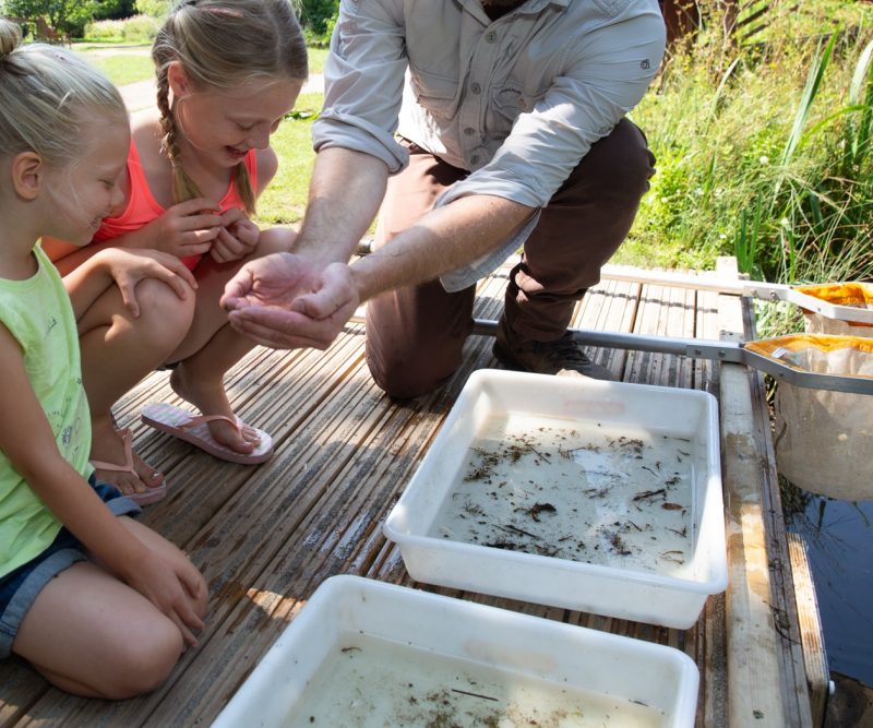Pond dipping Schools and Groups