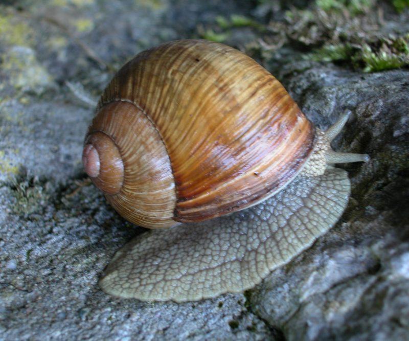 Snail Schools and Groups